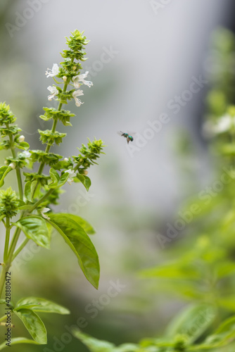 White basil flowers blooming and a flying insect coming to pollinate  background on bokeh with copy space  vertical image.