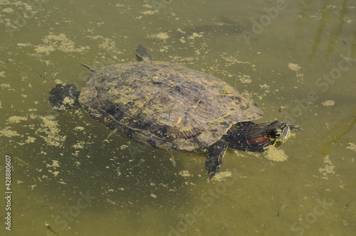 close-up: pond slider turtle in a small lake