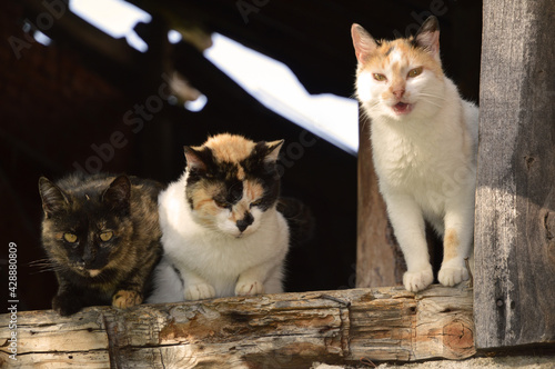 homeless cats on a wooden window pane photo