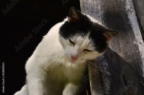 homeless cats on a wooden window pane photo