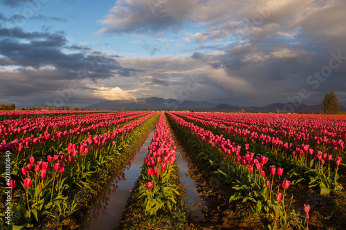 Sunset at tulip fields in Washington State 
