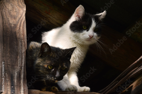 homeless cats on a wooden window pane photo