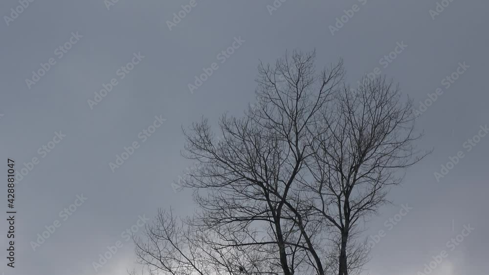 Tree and blue sky with white clouds. Water drops fall. Tree and blue sky with white clouds. Water drops fall.
