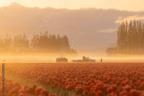 Morning fog at sunrise as farmers tend to tulip fields  photo