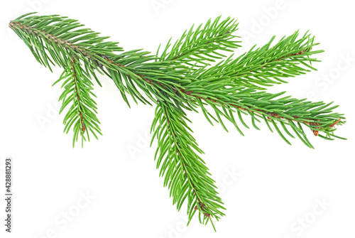 Green fir branch isolated on a white background. Green fir branch for christmas.