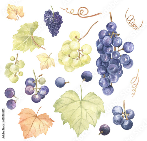 Grapes, leaves and vines watercolor set on white isolated background. Juicy and fresh elements of design for summer and autumn projects, merchandise, cards, product tags and more. 