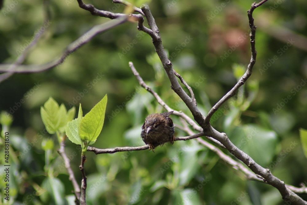 branch of a tree with leaves branch of a tree with leaves