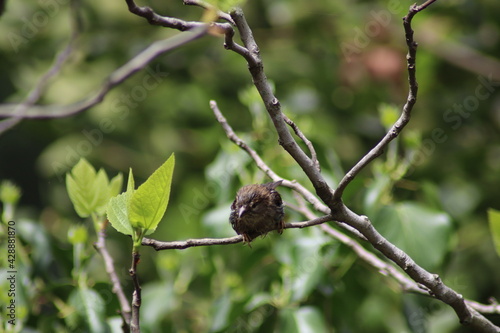 branch of a tree with leaves