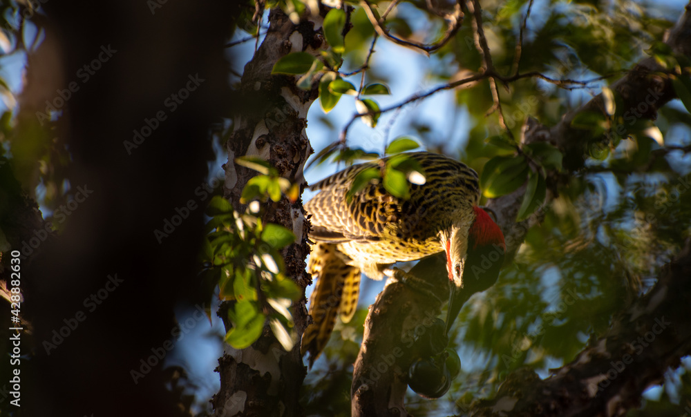 Fototapeta premium woodpecker, woodpecker in jabuticabeira eating jabuticabas in Brazil, selective focus.