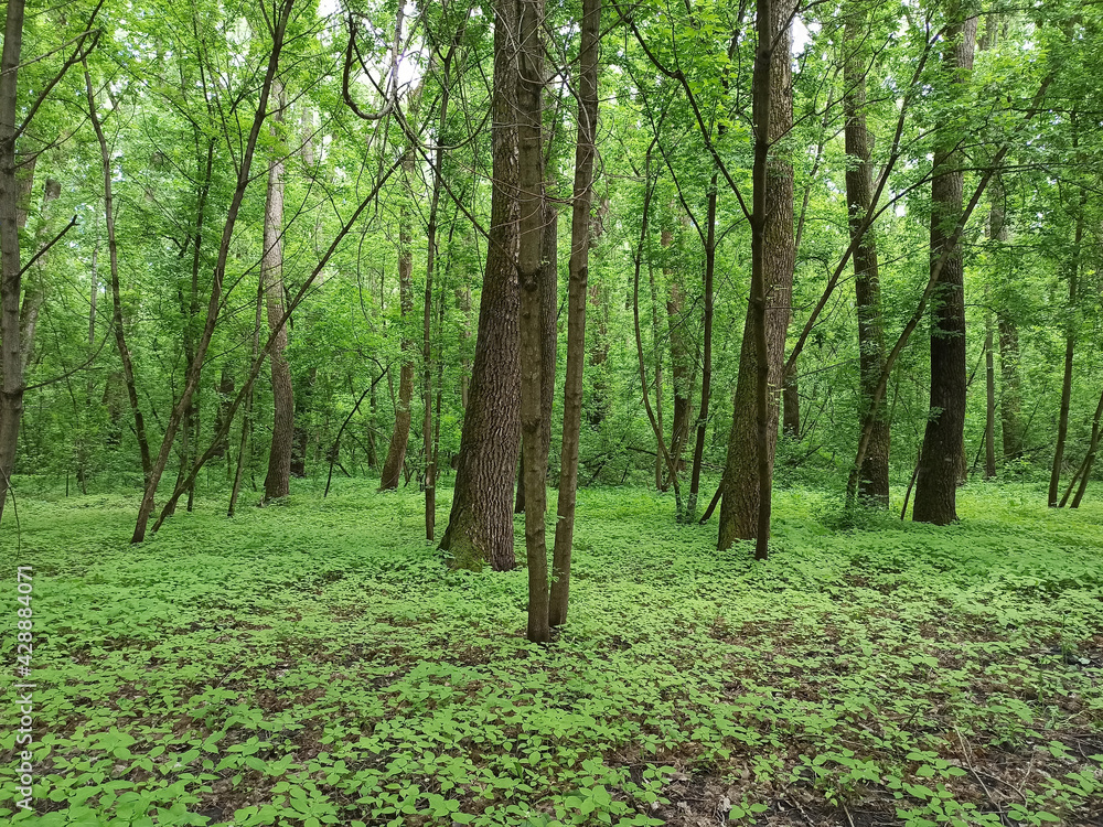 Fototapeta premium Spring forest with green grass and trees. Forest landscape