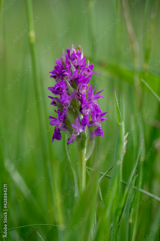 Fototapeta premium Dactylorhiza majalis wild flowering orchid flowers on meadow, group of bright purple flowers in bloom