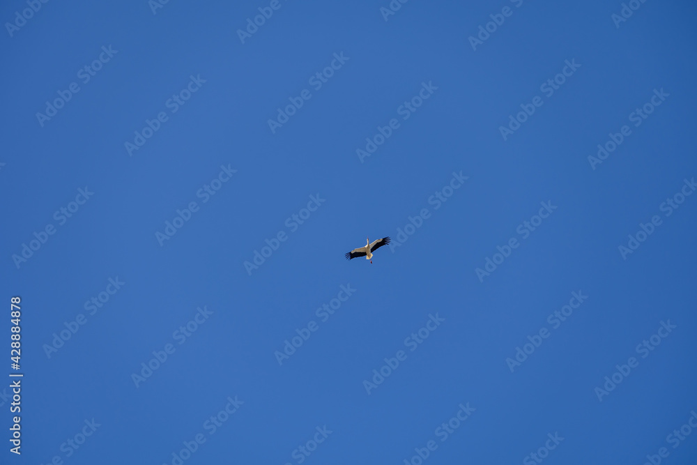 stork bird in flight against a blue cloudless sky background stork bird in flight against a blue cloudless sky background