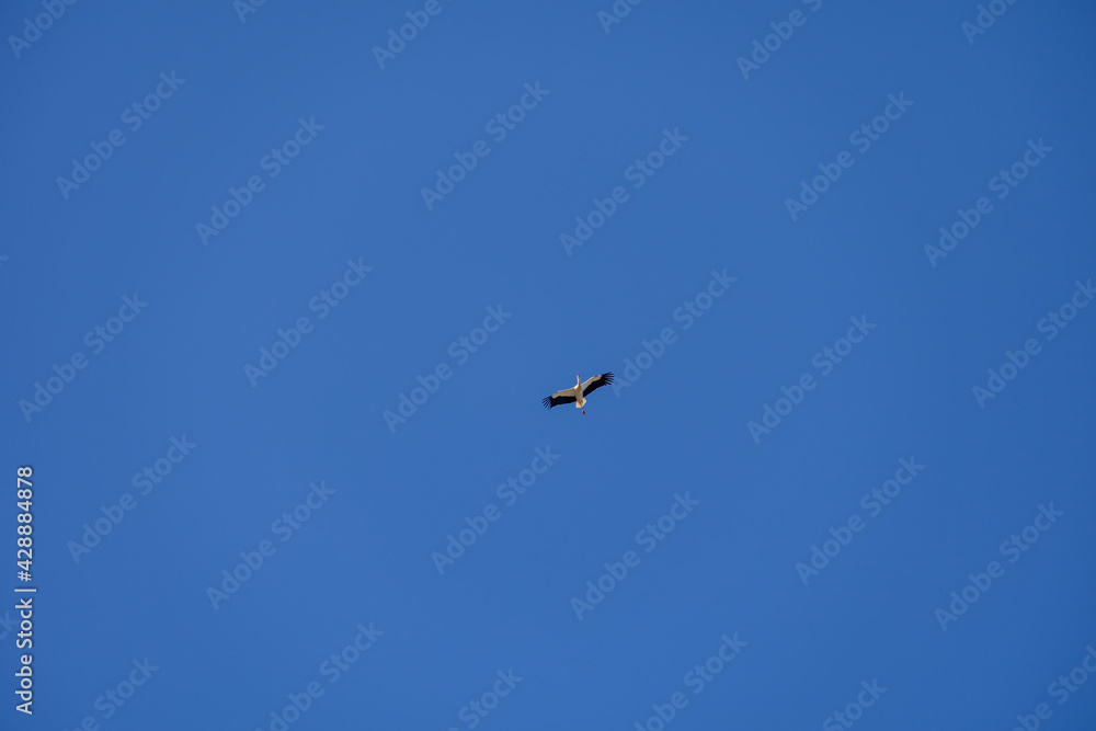  stork bird in flight against a blue cloudless sky background