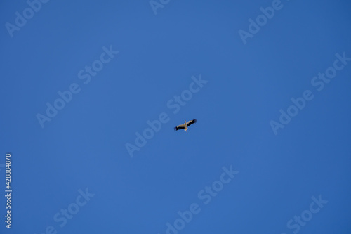  stork bird in flight against a blue cloudless sky background