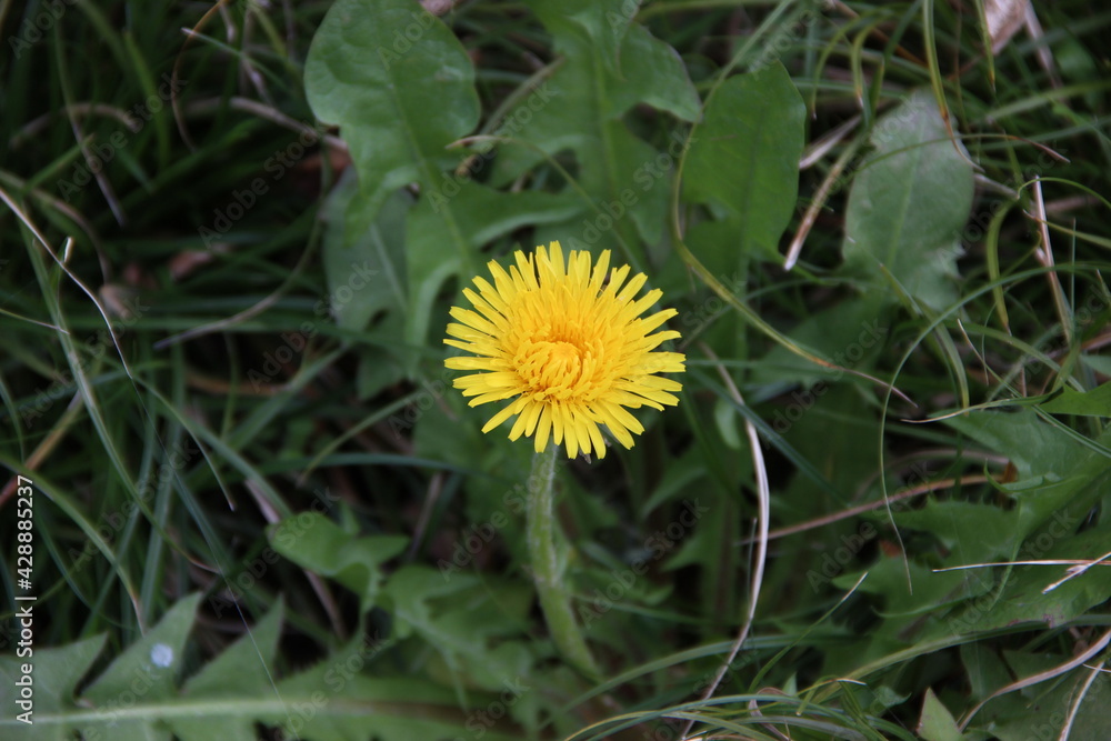 fleur jaune appelée pissenlit ou dent-de-lion fleur jaune appelée pissenlit ou dent-de-lion