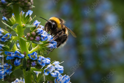 Close-up image of a bumblebee on a blue flower Echium candicans Fastuosum