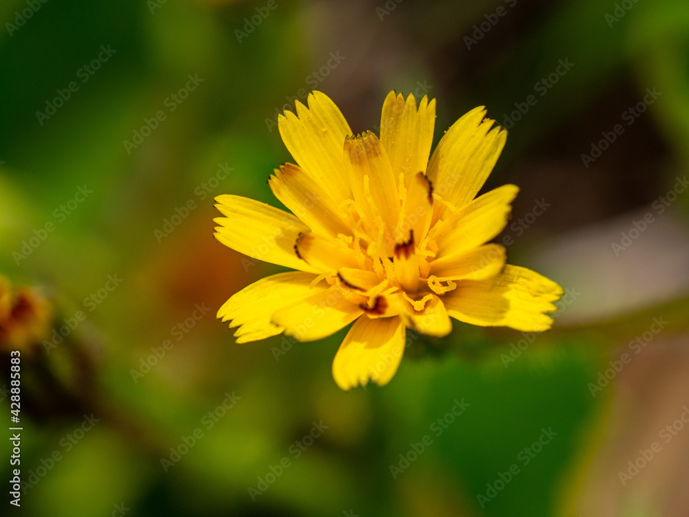 Macro of tiny bright yellow wild flower Macro of tiny bright yellow wild flower