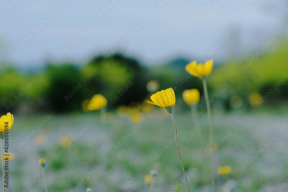 Yellow wildflowers in Texas landscape during spring with shallow depth of field blurred background. Yellow wildflowers in Texas landscape during spring with shallow depth of field blurred background.