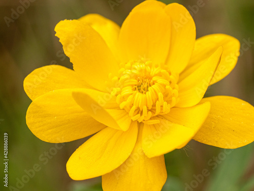 Macro of bright yellow wild flower