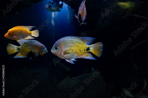 little fish animal swimming in the aquarium of the zoo of Zaragoza in Spain on a dark background