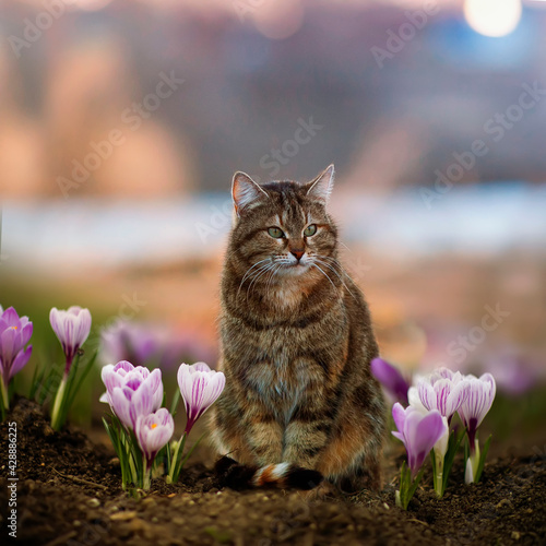 tabby cat sits among beautiful snowdrops crocuses in a spring sunny garden