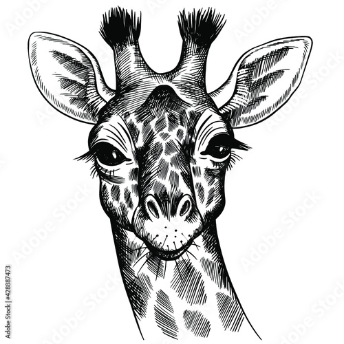 Hand drawn vector portrait of giraffe isolated on white background. Stock illustration of wild Africa animal.