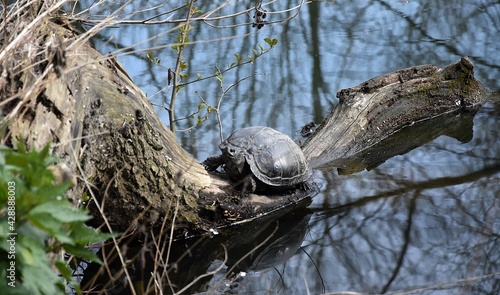 Żółwie w naturalnym srodowisku