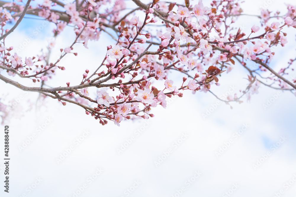 Sprig of blossoming cherry on a background of a cloudy sky