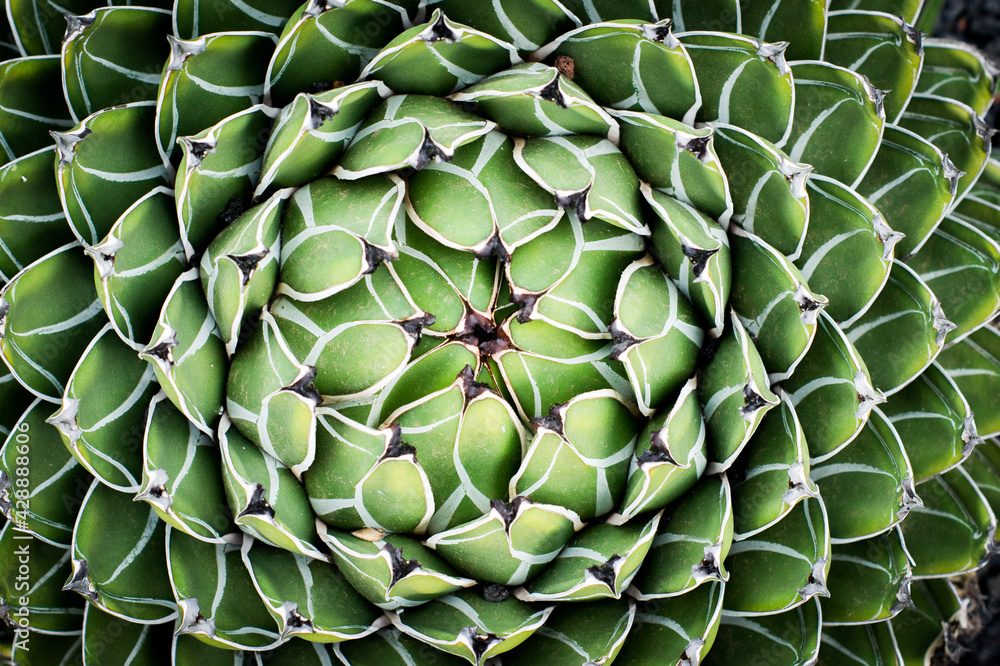 Cactus plant closeup, thorns Cactus plant closeup, thorns