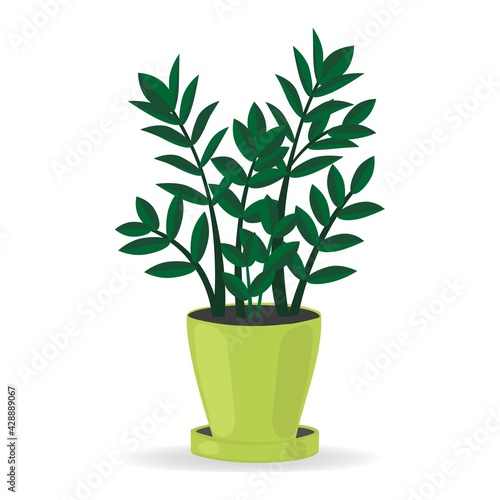 Indoor plant for the house zamioculkas. Isolated on white background. Colored flat vector.