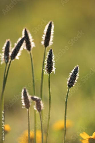 Soft glowing stamen at sunset