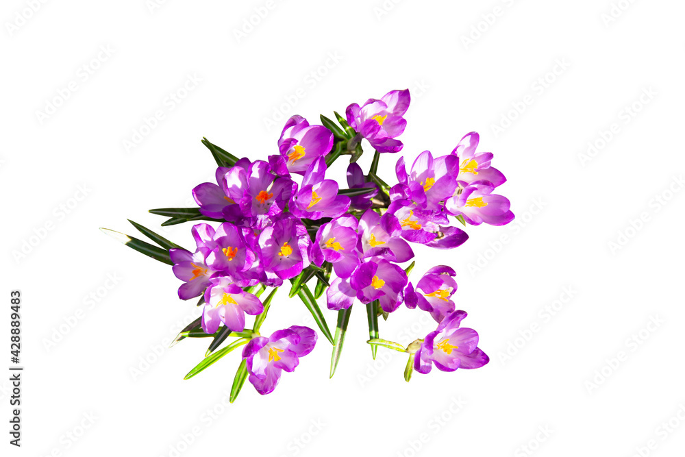 Lilac violets on a white background Lilac violets on a white background