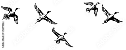 Northern pintail duck waterfowl flock vector illustration 