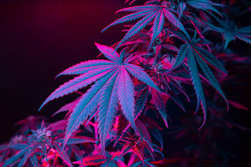 Cannabis leaves. Cannabis marijuana foliage with a purple pink tint on a black background. Large leaf of cannabis plant in purple light. Medicinal hemp: a new look at the agricultural hemp strain