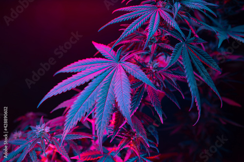 Cannabis leaves. Cannabis marijuana foliage with a purple pink tint on a black background. Large leaf of cannabis plant in purple light. Medicinal hemp: a new look at the agricultural hemp strain