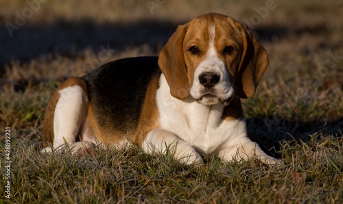 beagle dog on the grass