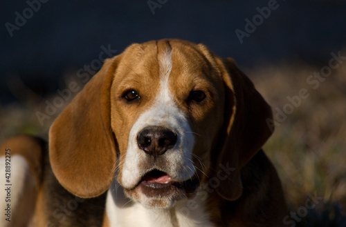 beagle dog portrait