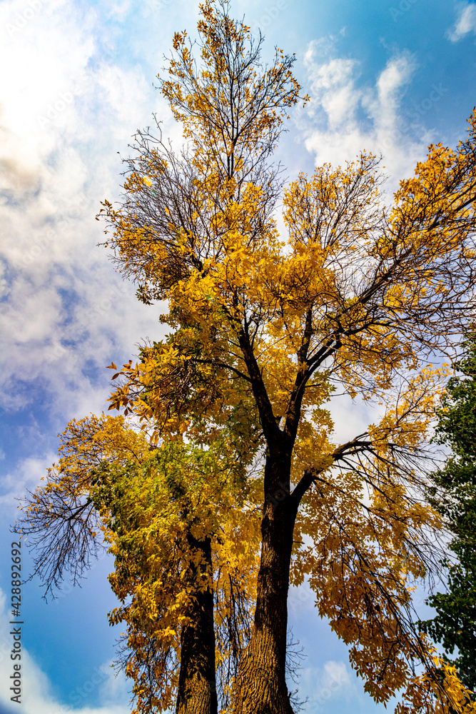 Fototapeta premium Yellows take over the tree - Fall in Central Canada, ON