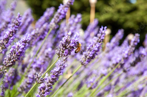 Lavender flowers with bee in Sequim  Washington