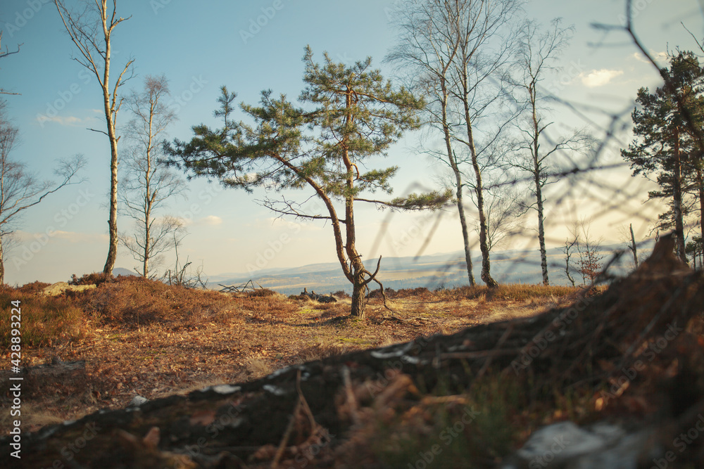 Obraz premium trees on the top