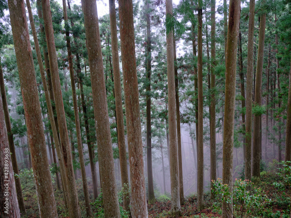 Obraz premium 杉の林