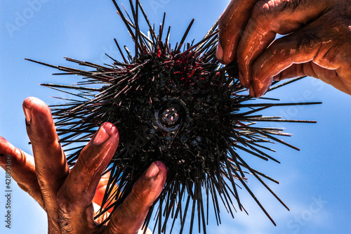 ouriço do mar - echinoidea photo