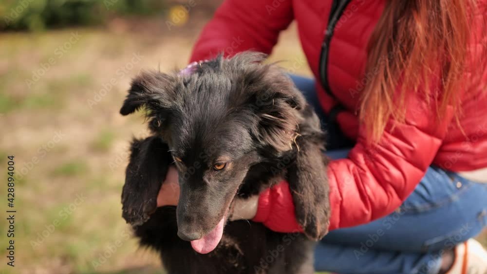 A black dog of a simple breed in the arms of a woman. A black dog of a simple breed in the arms of a woman.