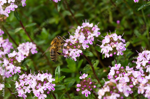 Tablou pe pânză Macrophotography, Bee on a flower of caraway thyme (Thymus Herba Barona) on a sunny day