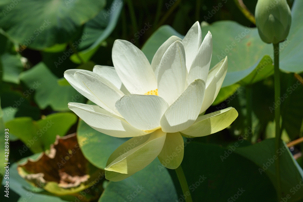 The Yellow, Golden or American Lotus - Nelumbo Lutea The Yellow, Golden or American Lotus - Nelumbo Lutea