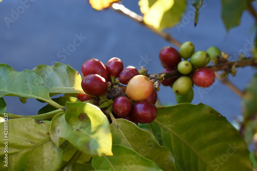 Coffe fruit on tree