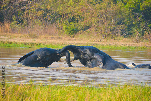 Photography two elephants in the river