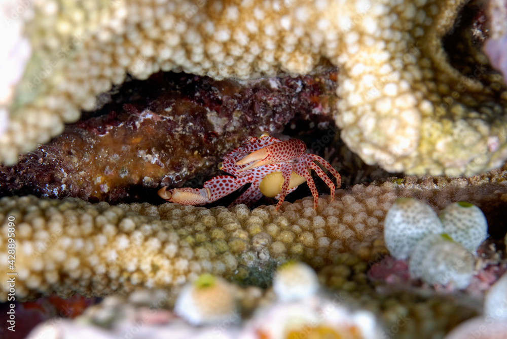 A picture of a red spotted coral crab A picture of a red spotted coral crab