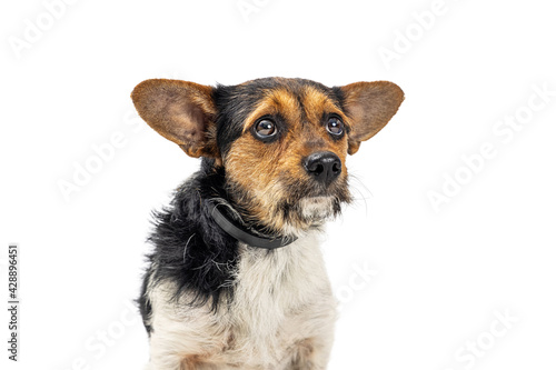 Shy Scared Small Rescue Dog Closeup