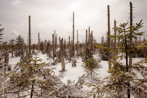 forest in winter